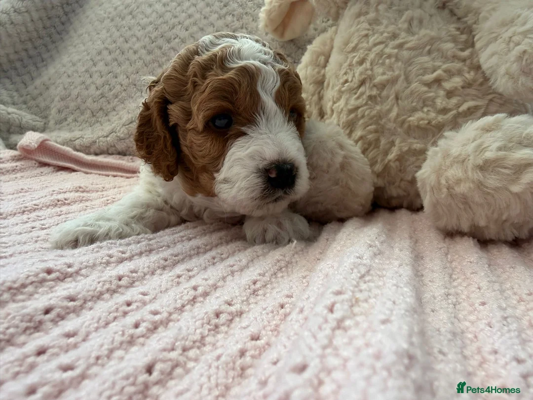 Cavapoo dogs for sale: Cavapoo girls  - Advert 30