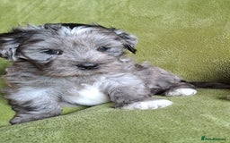 Lhasapoo dogs for sale: Lhasa Apso x Toy Poodle pups. Ready 11.09.25 - Image 5