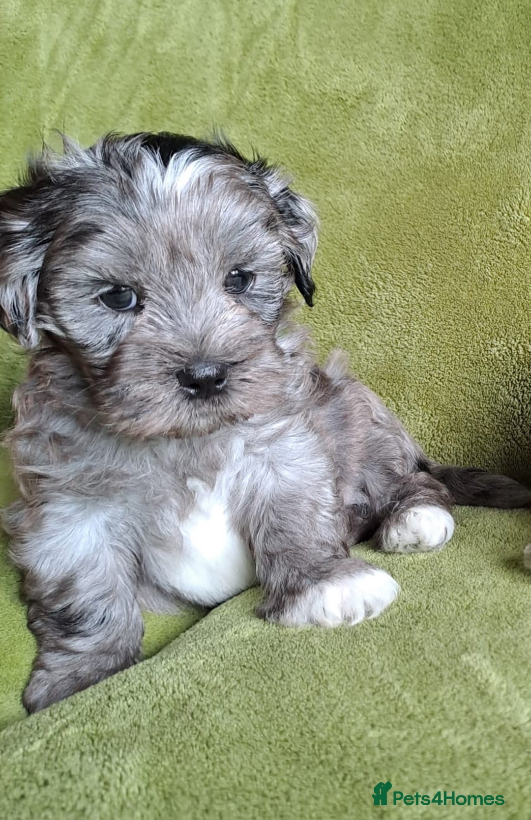 Lhasapoo dogs for sale: Lhasa Apso x Toy Poodle pups. Ready 11.09.25 - Image 5