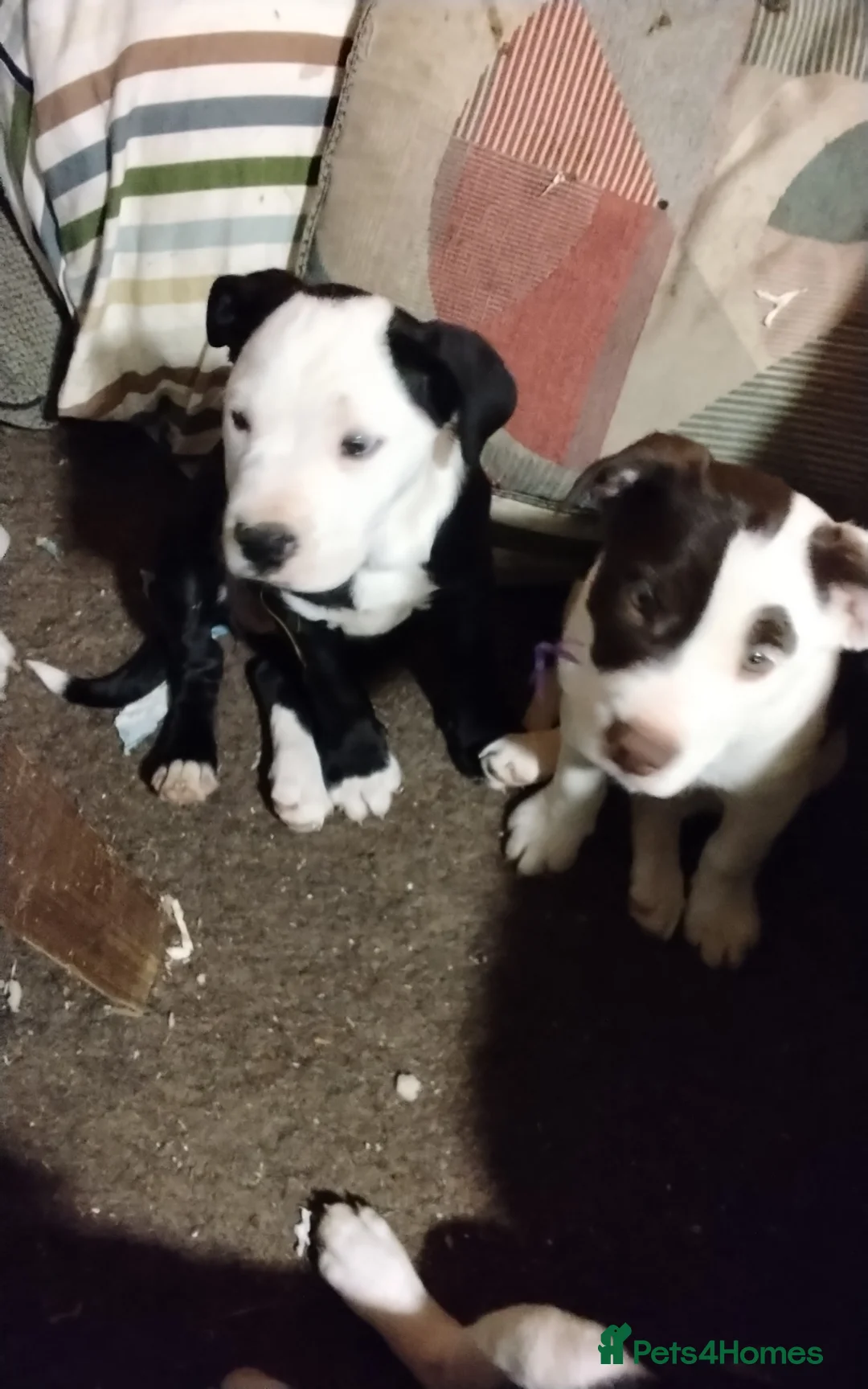 Mixed Breed dogs for sale: English Bulldog x border collie (bull collie) - Advert 4