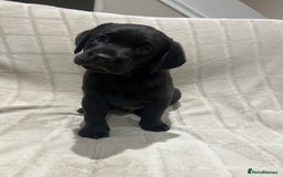 Labrador Retriever dogs for sale: KC registered black lab - 1 boy left!  - Image 2