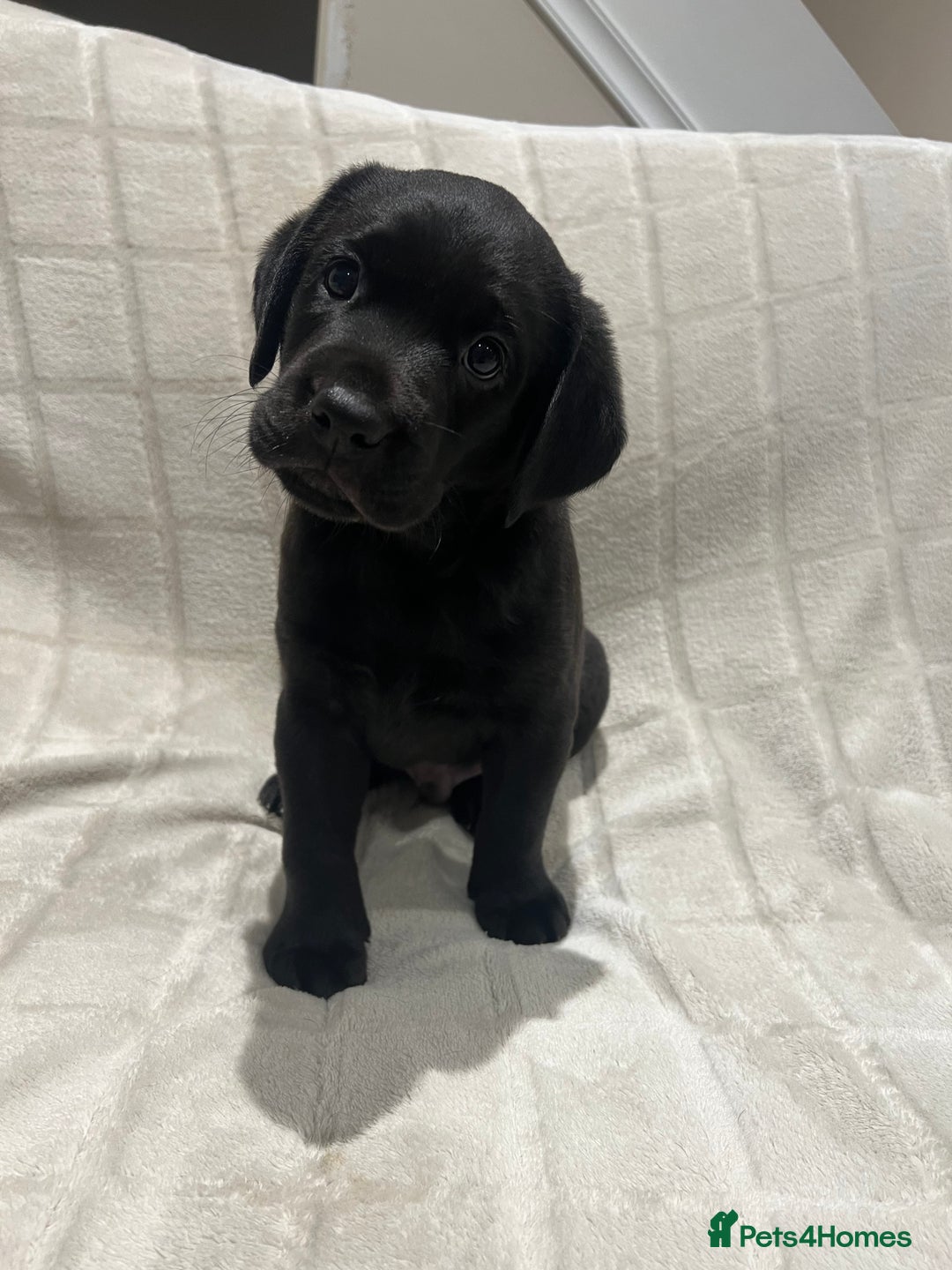 Labrador Retriever dogs for sale: KC registered black lab - 1 boy left!  - Image 2
