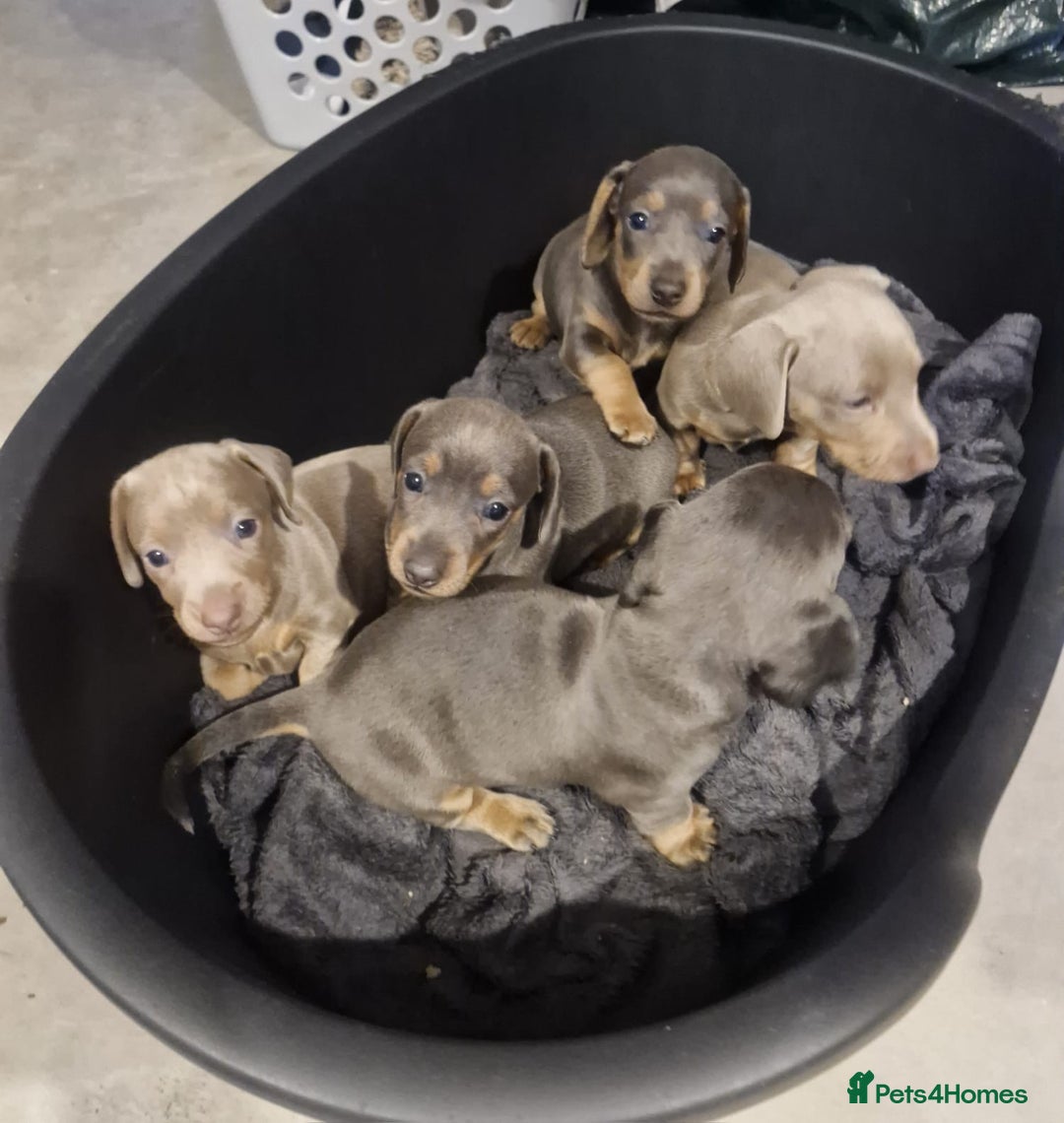 Dachshund dogs for sale: Stunning Dachshunds Viewing from 12 December  - Advert 10