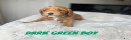Cockapoo dogs for sale: F1 Cockapoo Puppies PRA Clear! KC Parents!  in Sittingbourne - Advert 8