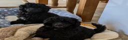 Toy Poodle dogs for sale: Toy poodle girls KC , fully vac 12 weeks old  - Advert 2