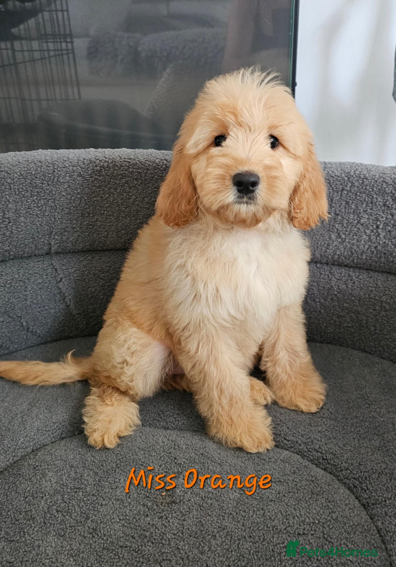 Mini Goldendoodle dogs Goldendoodle F1b Ready Now - Advert 1