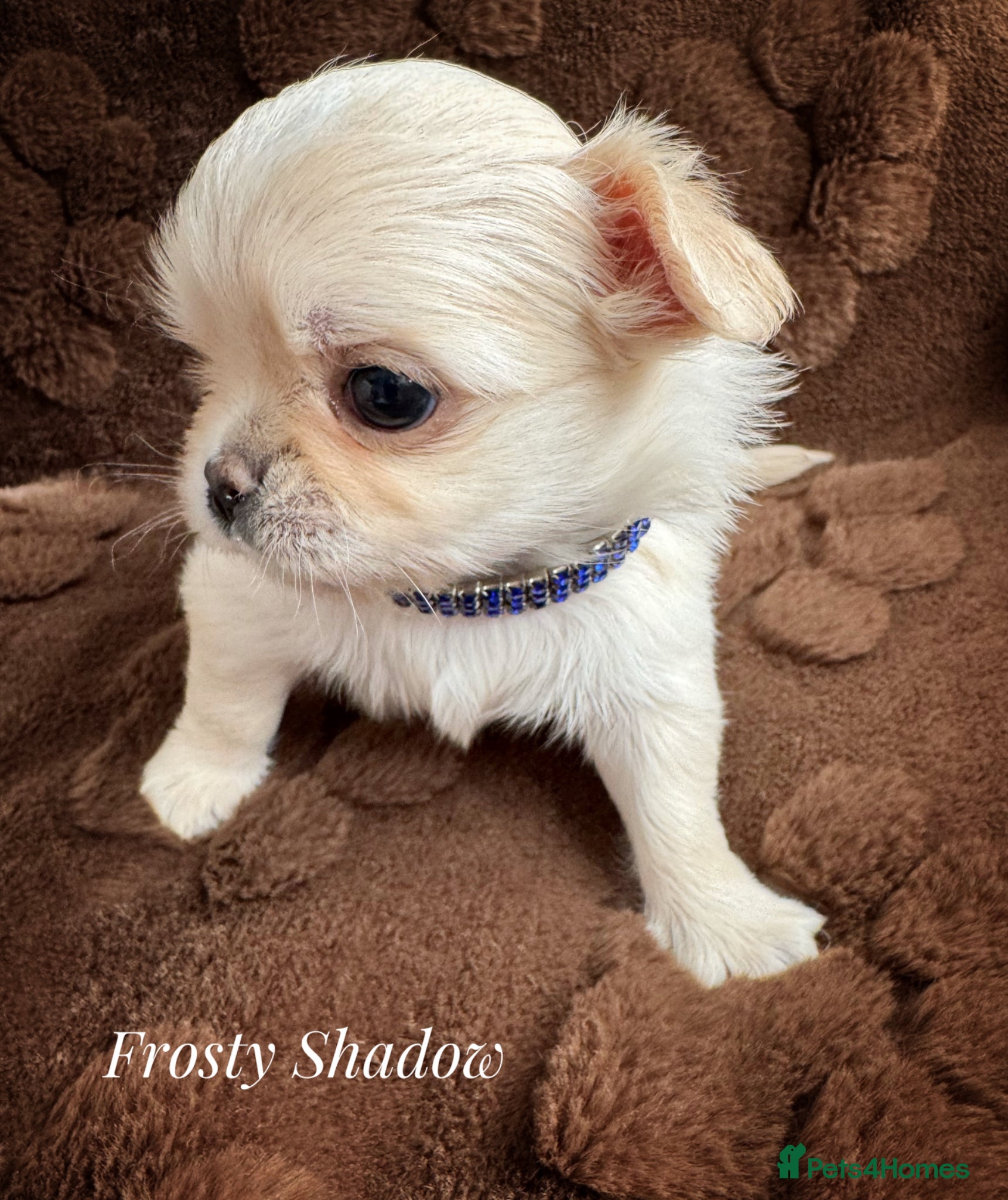 Chihuahua dogs KC long coat cream show line chihuahua puppies  - Advert 5