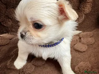 Chihuahua dogs KC long coat cream show line chihuahua puppies - Advert 5