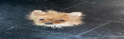 Pomeranian dogs for stud: Orange Pomeranian KC Registered CHAMPION Bloodline in Manchester - Advert 10