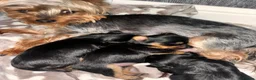 Yorkshire Terrier dogs for sale: Beautiful Yorkshire terrier puppies 🐶  in Poole - Advert 24