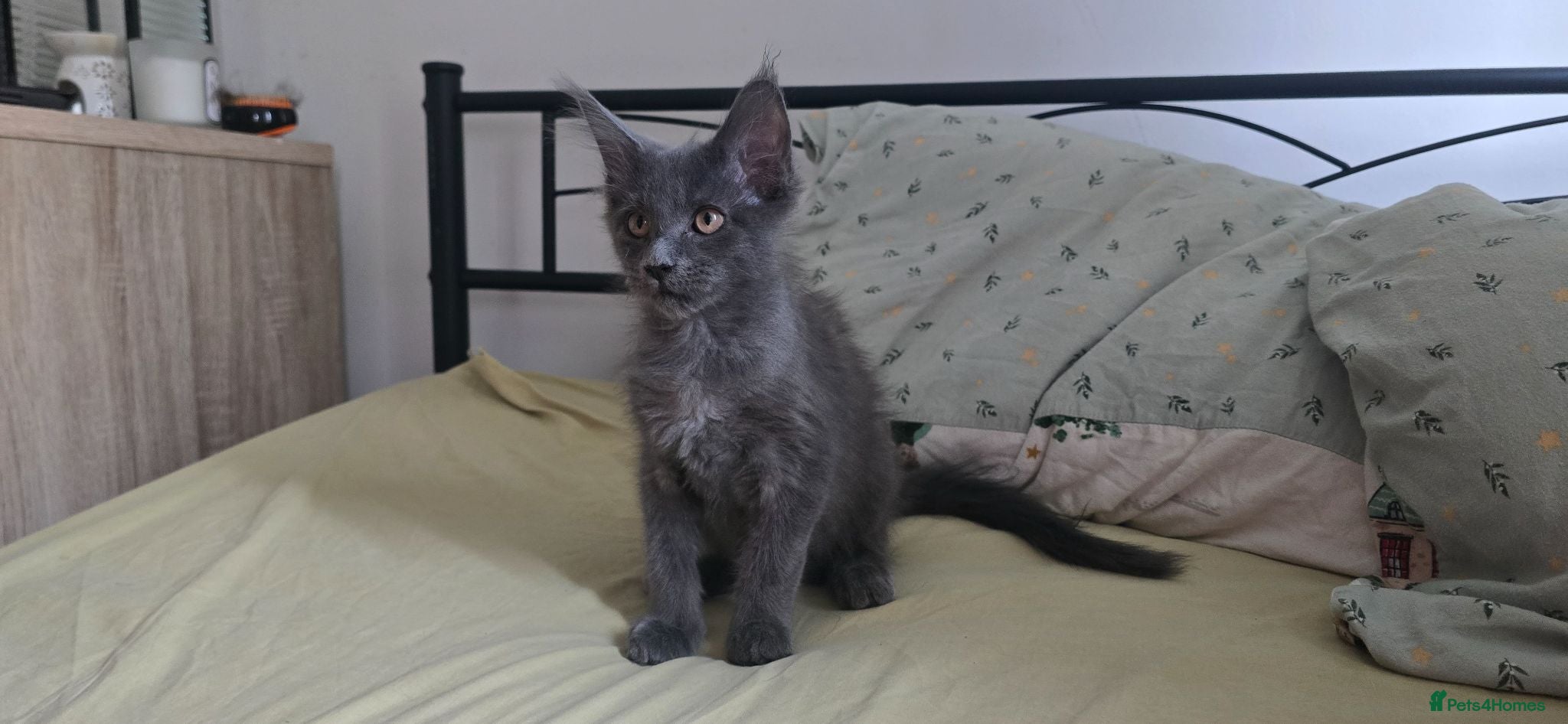 Maine Coon cats Maine Coon Kitten ready - Advert 3