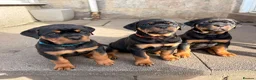 Rottweiler dogs for sale: 🩷LAST GIRL READY TO LEAVE🩷 - Advert 15