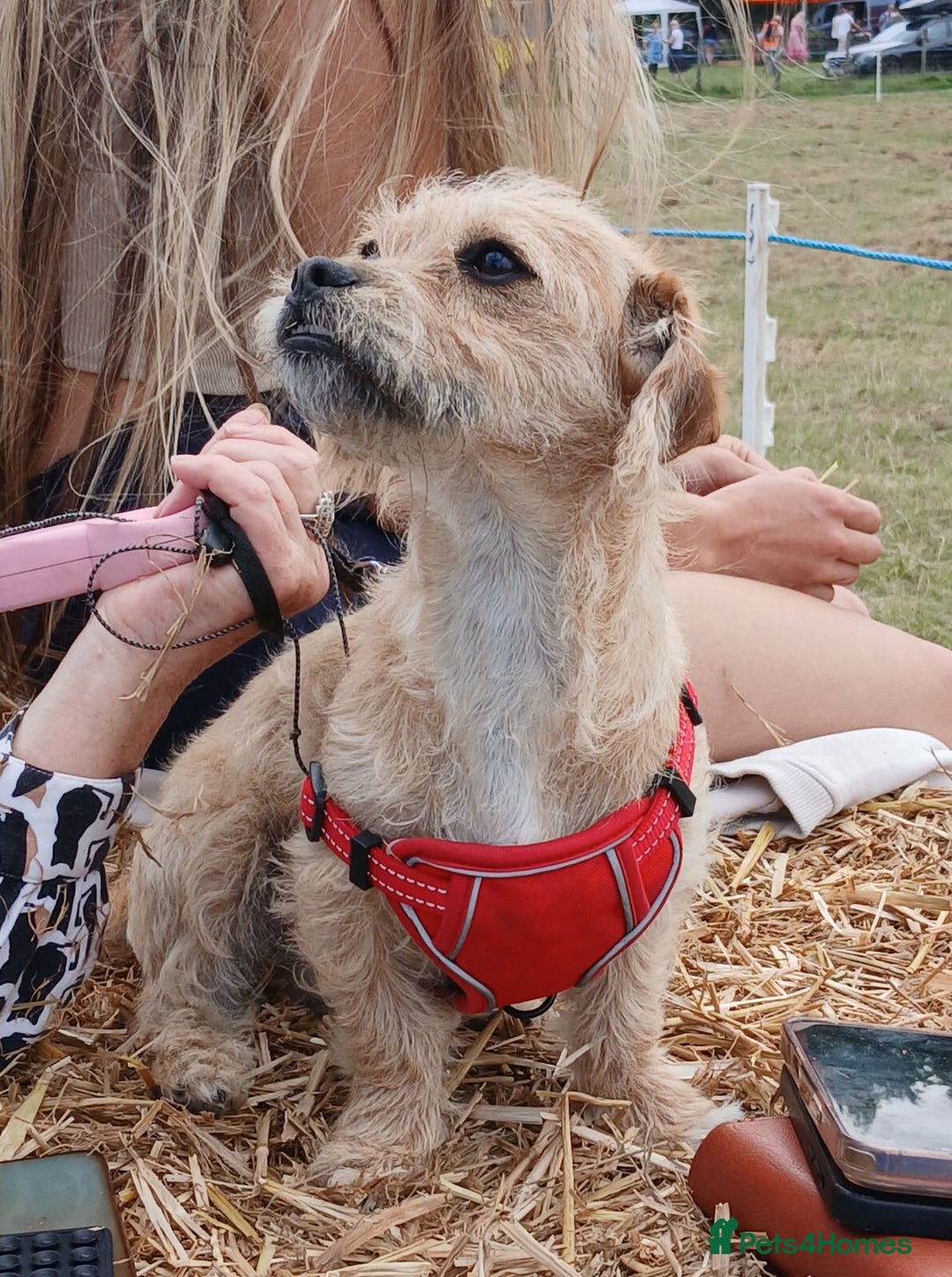 Mixed Breed dogs for sale: Petite 9mnths pup wire haired Dacshound cross - Image 1