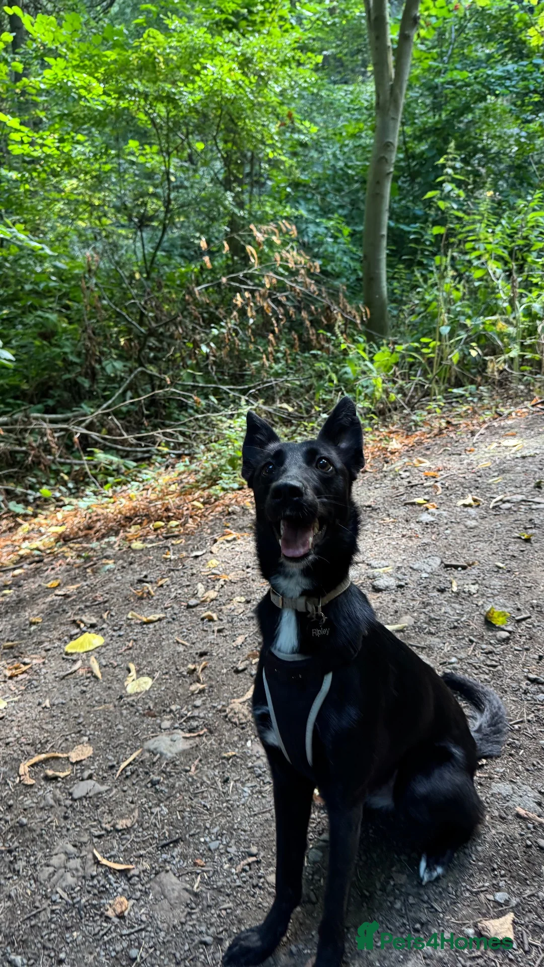 Mixed Breed dogs for sale: 1 year old puppy in Redcar - Advert 2