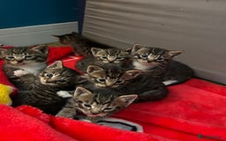 Mixed Breed cats for sale: Kittens amazing kittens  - Image 9