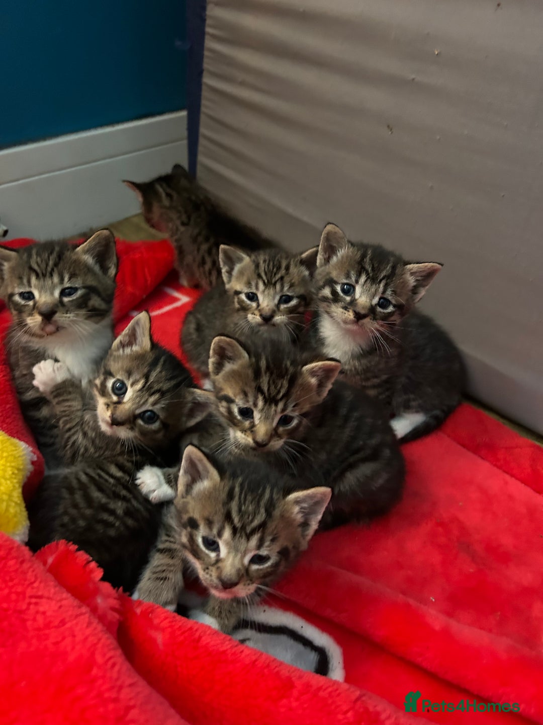 Mixed Breed cats for sale: Kittens amazing kittens  - Image 9