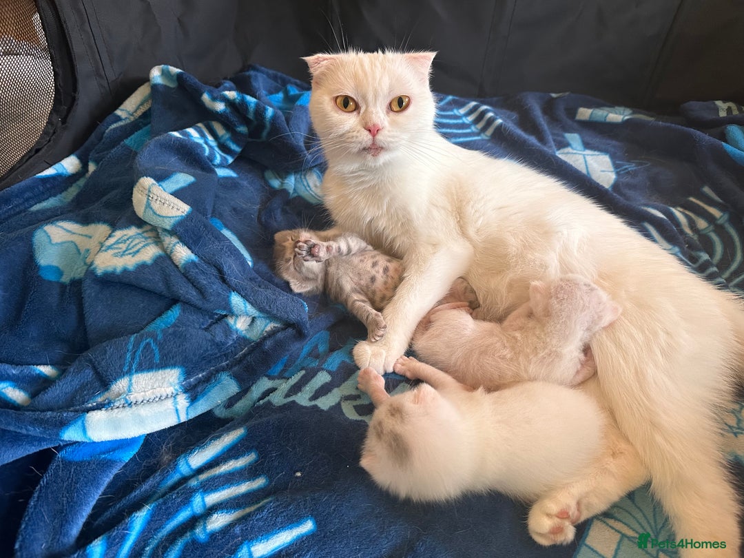 Scottish Fold cats for sale: 3 purring lovebugs - Image 10