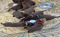 Labrador Retriever dogs for sale: Chunky Chocolate Labrador Puppies  - Image 5