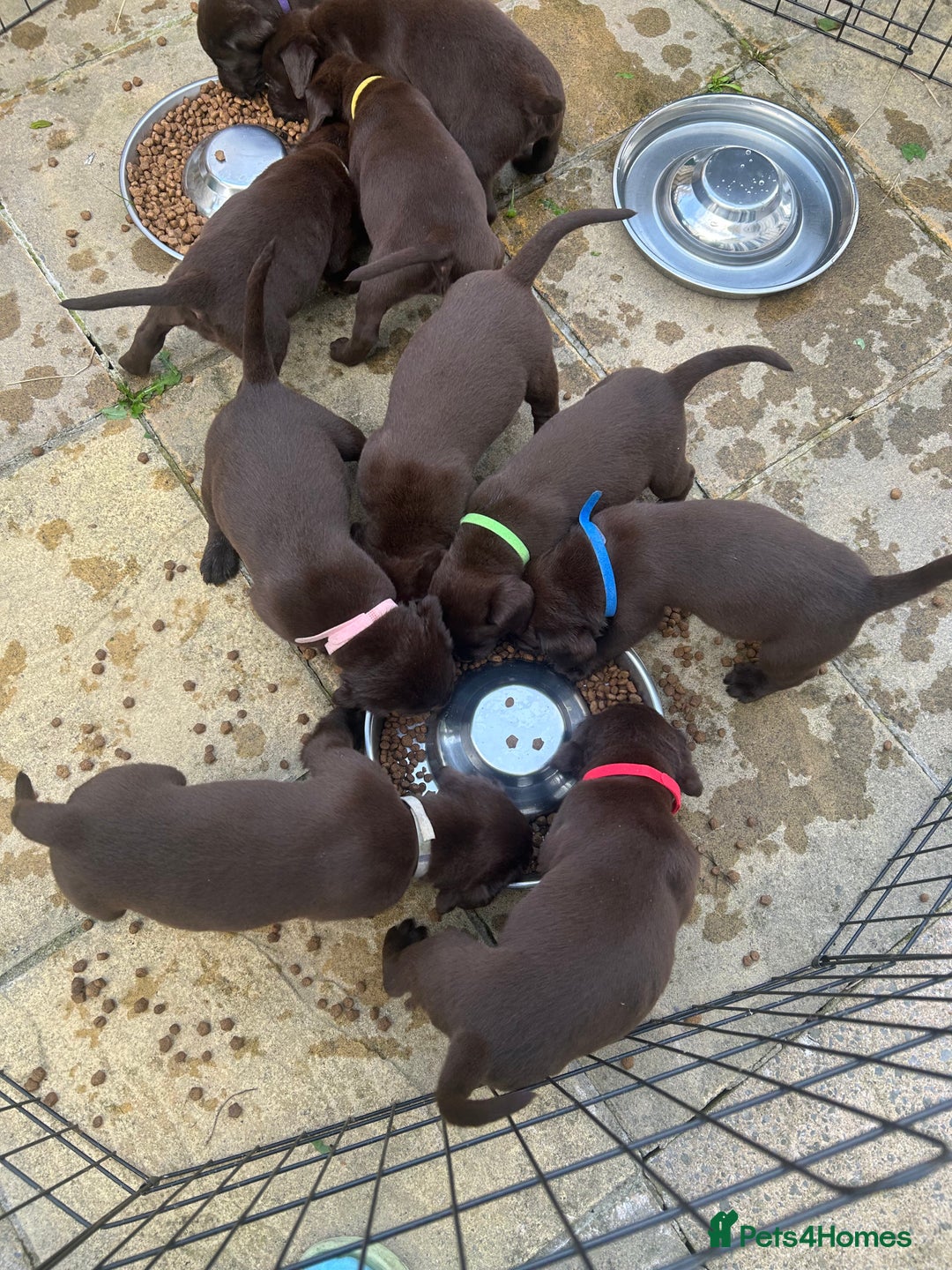 Labrador Retriever dogs for sale: Chunky Chocolate Labrador Puppies  - Image 5