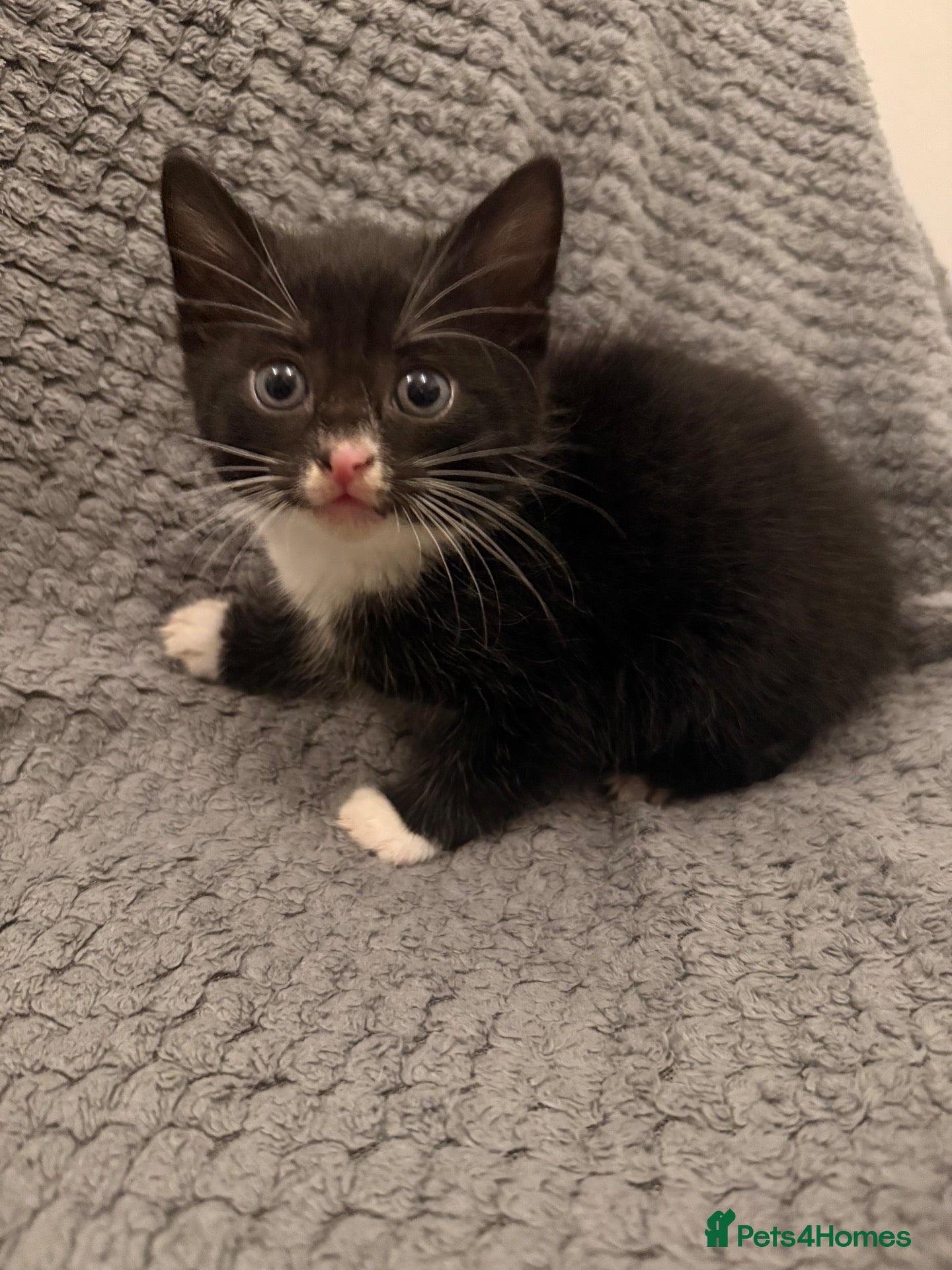 Mixed Breed cats 4 little kittens looking for new home - Advert 1