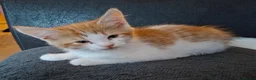 British Shorthair cats for sale: 6 beautiful kittens  in Tipton - Advert 23
