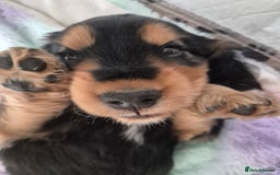 Cocker Spaniel dogs for sale: 1 Black and Tan boy KC Show Cocker Spaniel - Image 4