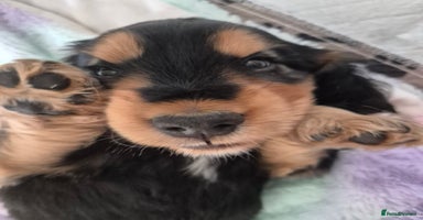 Cocker Spaniel dogs - Advert 1