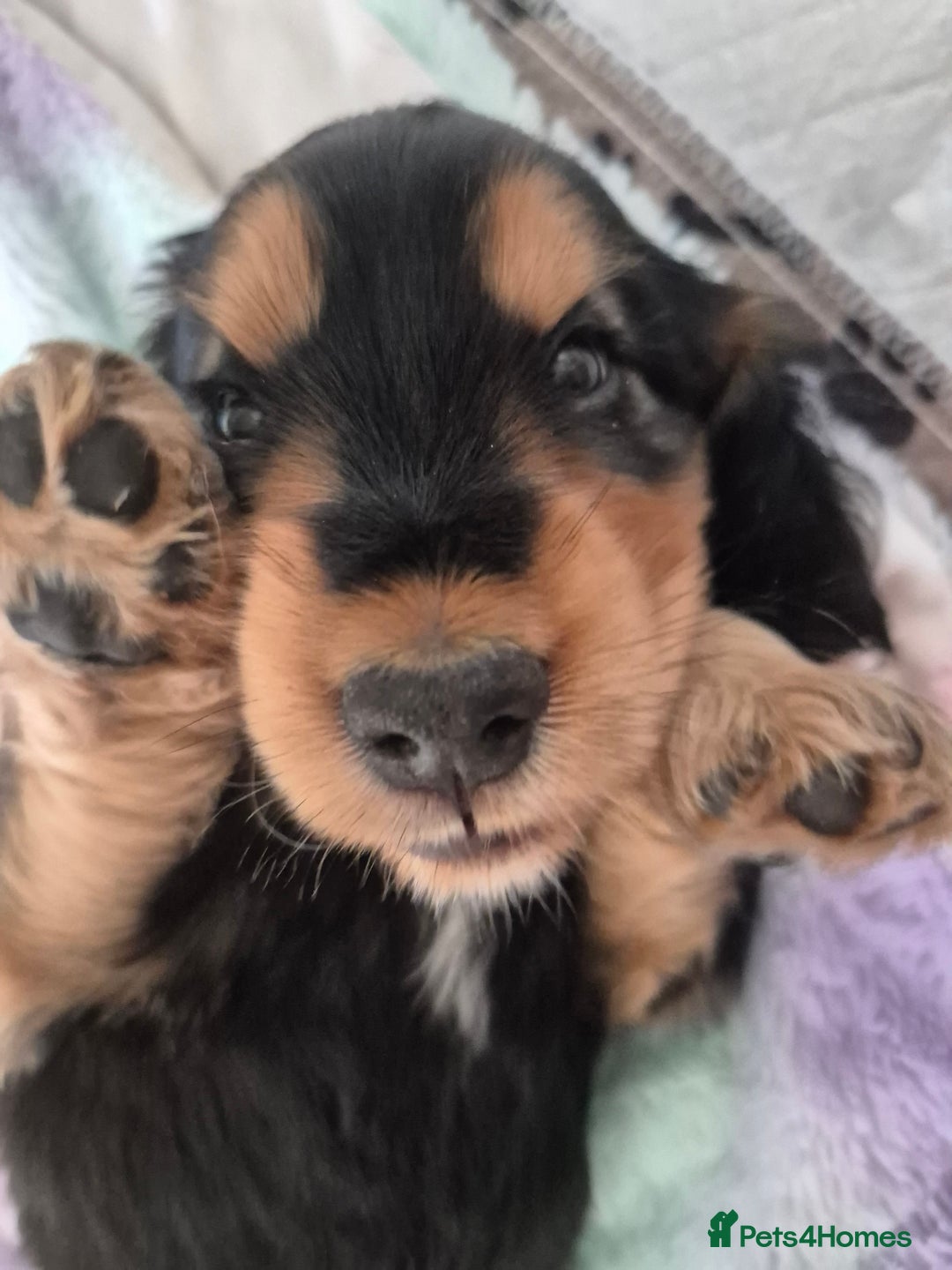 Cocker Spaniel dogs for sale: 1 Black and Tan boy KC Show Cocker Spaniel - Image 4
