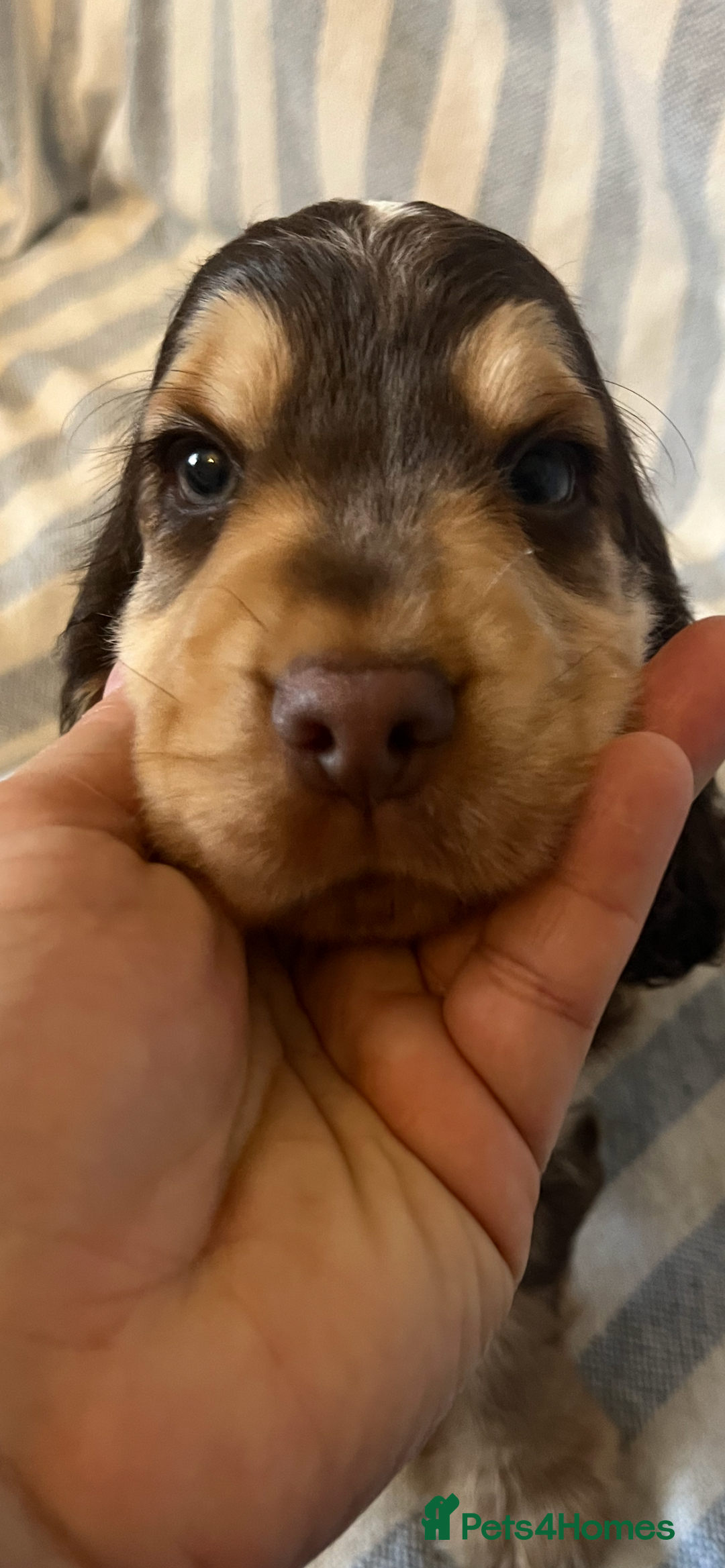 Cocker Spaniel dogs for sale: ADORABLE KC REG SHOW TYPE COCKER SPANIEL PUPPIES - Image 19