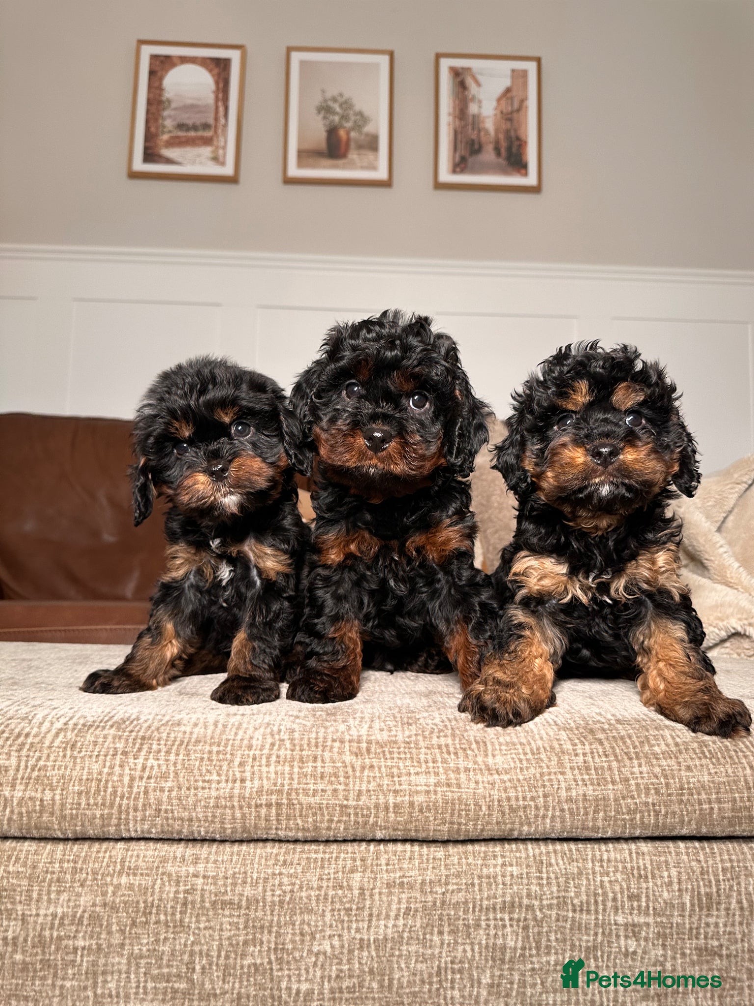 Cavapoo dogs Adorable Cavapoo puppies. Health tested Parent.  - Advert 1