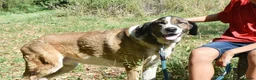 Mastiff dogs for adoption: Titan in Alfreton - Advert 3