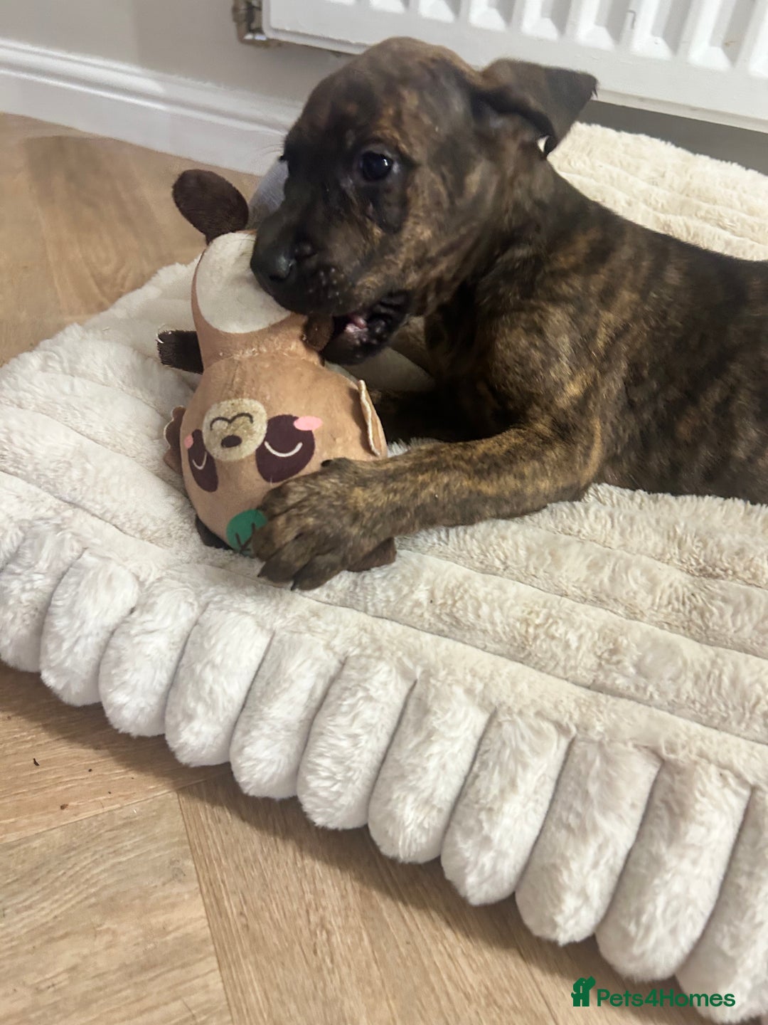 Mixed Breed dogs for sale: Doberman x cane corso  - Advert 19