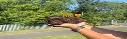Cockapoo dogs for sale: COCKAPOO PUPPIES beautiful  in Oldham - Advert 5