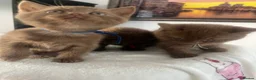 British Shorthair cats for sale: British Shorthair Kittens  - Advert 20
