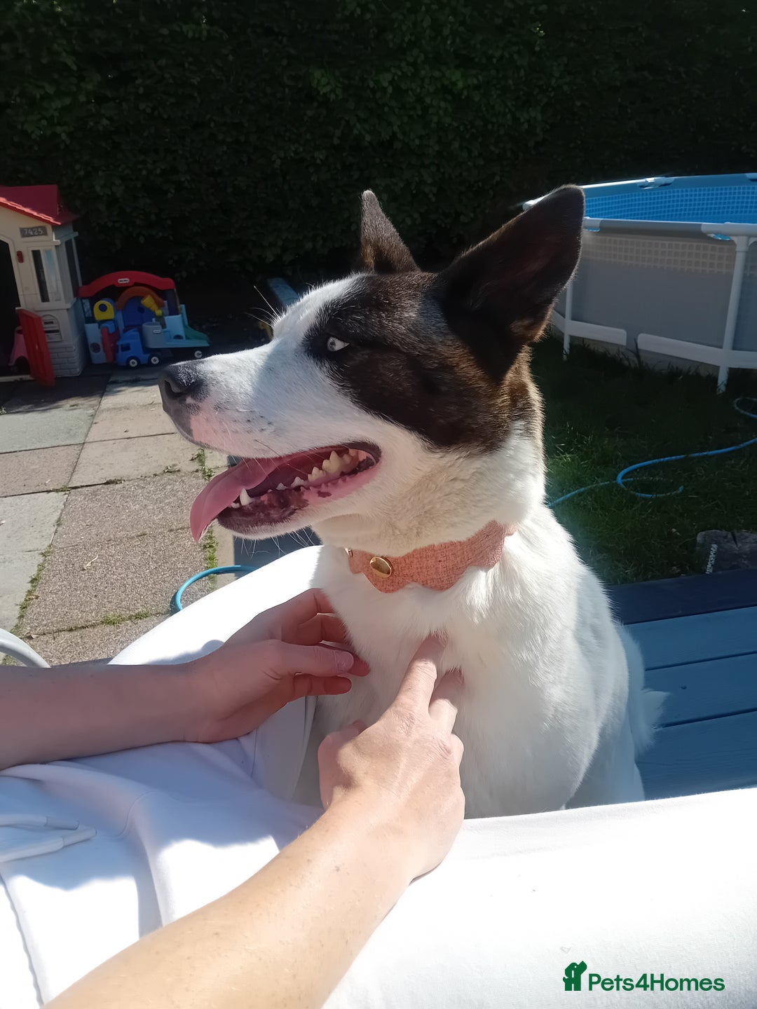 Mixed Breed dogs for sale: Huskia cross akita female   - Image 2
