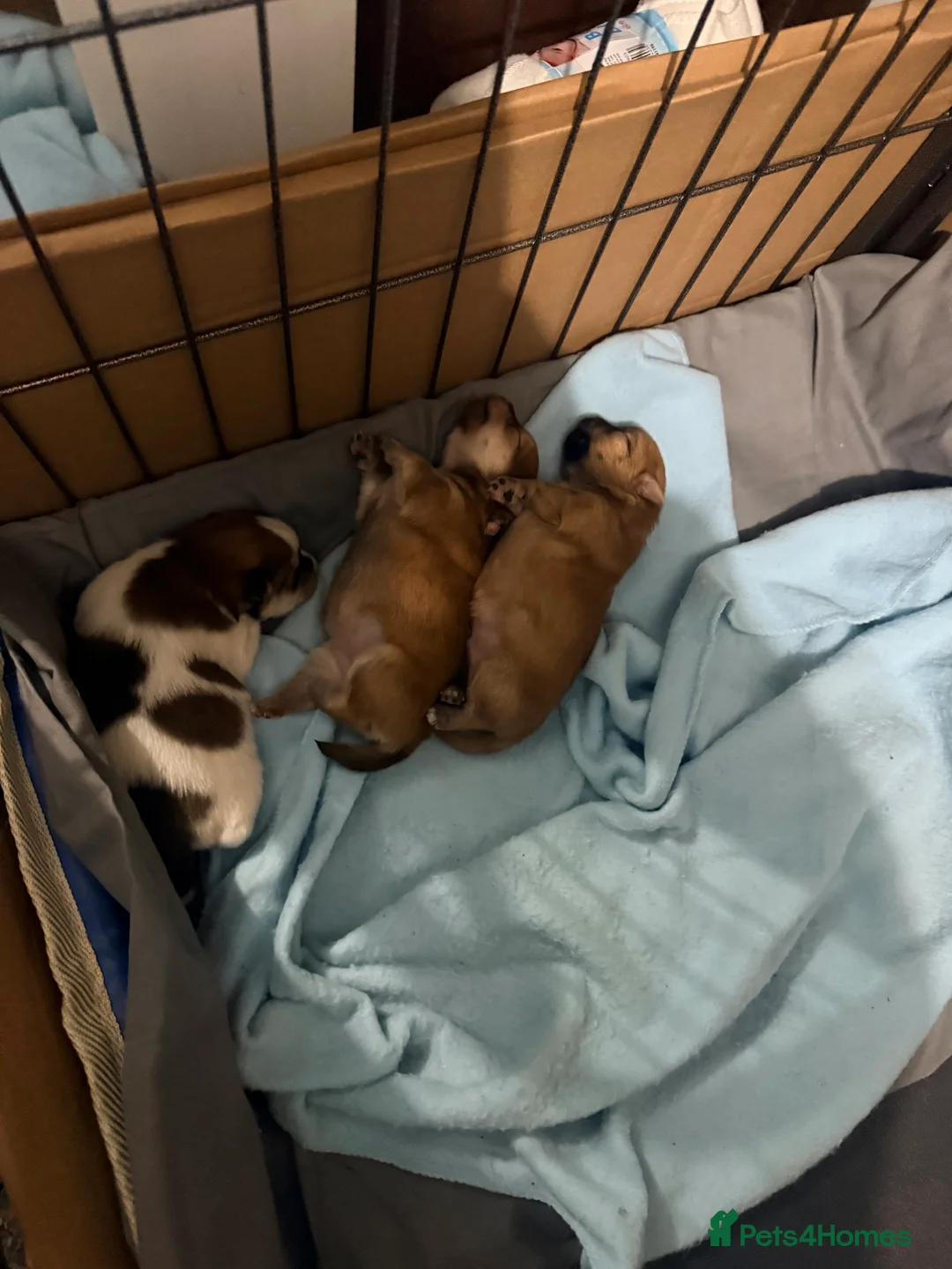 Mixed Breed dogs for sale: German spitz mix with pomchi  - Advert 18