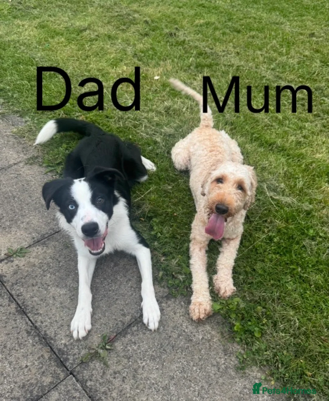 Mixed Breed dogs for sale: Double Doodle X Border Collie puppies - Advert 22