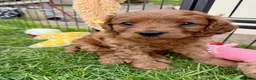 Cavapoo dogs for sale: Beautiful Red Cavapoo Puppies  - Advert 3