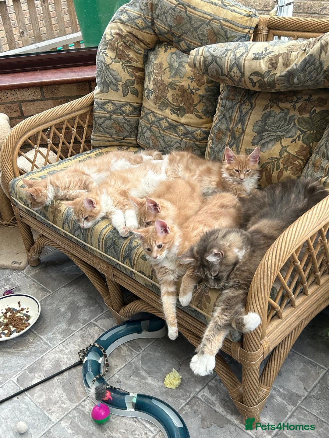 Maine Coon cats for sale: Male TICA Pedigree Maine Coon Kitten - Advert 4