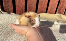 Guinea Pig rodents for sale: males guinea pigs  - Image 2