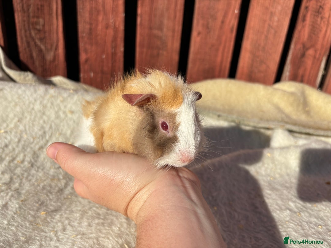 Guinea Pig rodents for sale: males guinea pigs  - Image 2