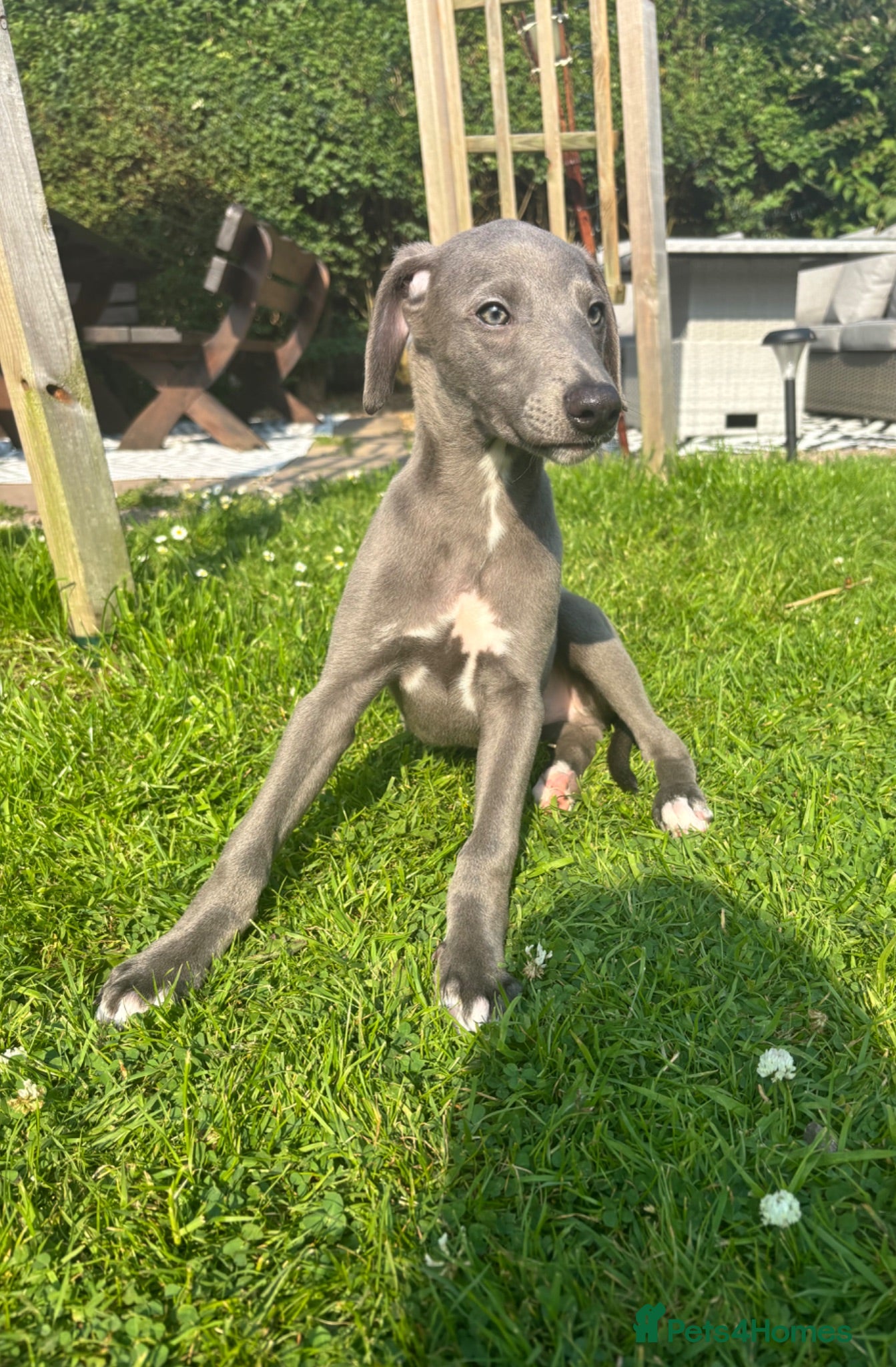 Whippet dogs KC registered Whippets health tested parents - Advert 1