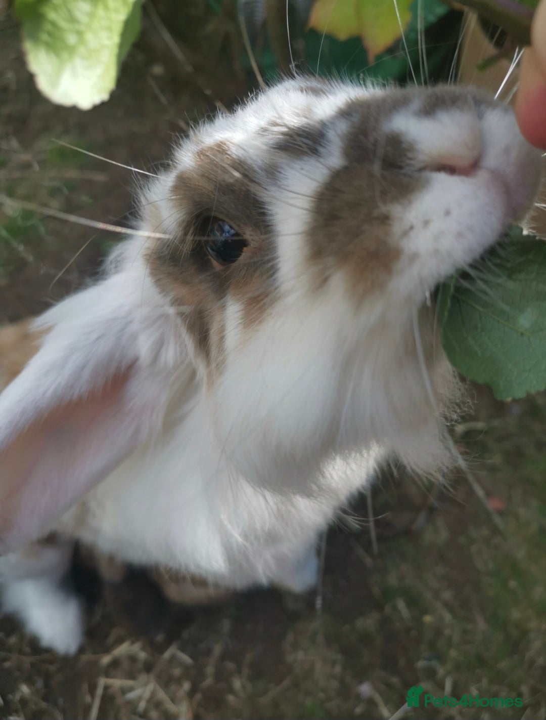 Lionhead rabbits for sale: Beautiful 4 year old spayed female lionhead rabbit - Advert 4