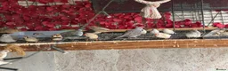 Doves birds for sale: Diamond Dove  in Corby - Advert 8