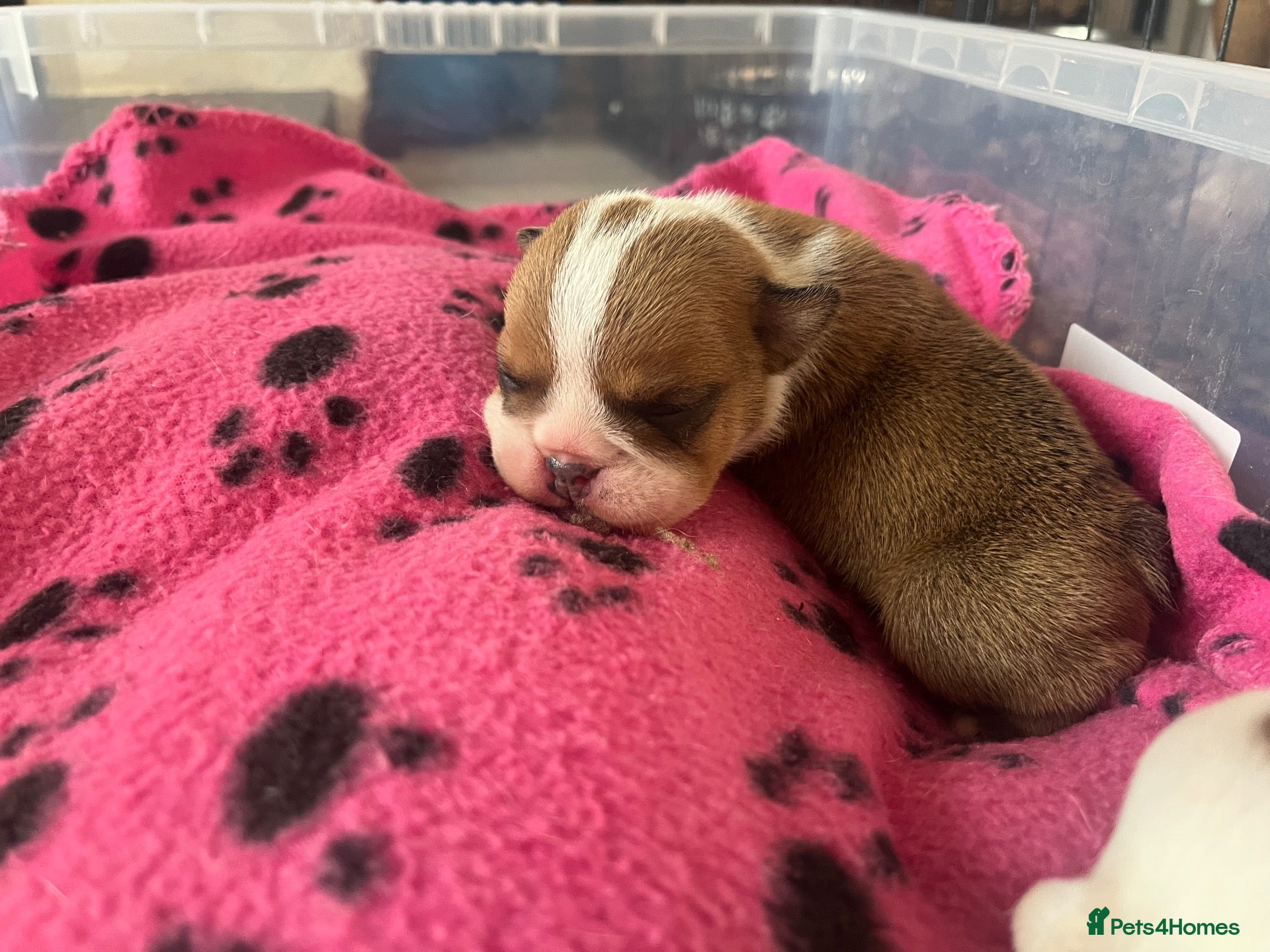English Bulldog dogs 2 stunning girls dad is gold health tested  - Advert 2