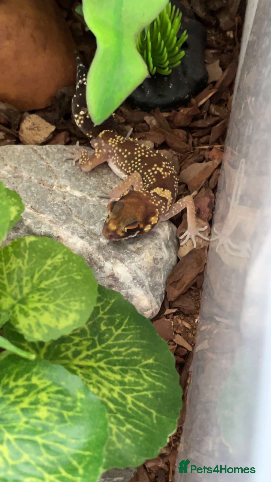 Gecko reptiles Barking gecko and everything for sale  - Advert 1