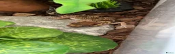 Gecko reptiles for sale: Barking gecko and everything for sale  in Lydney - Advert 1