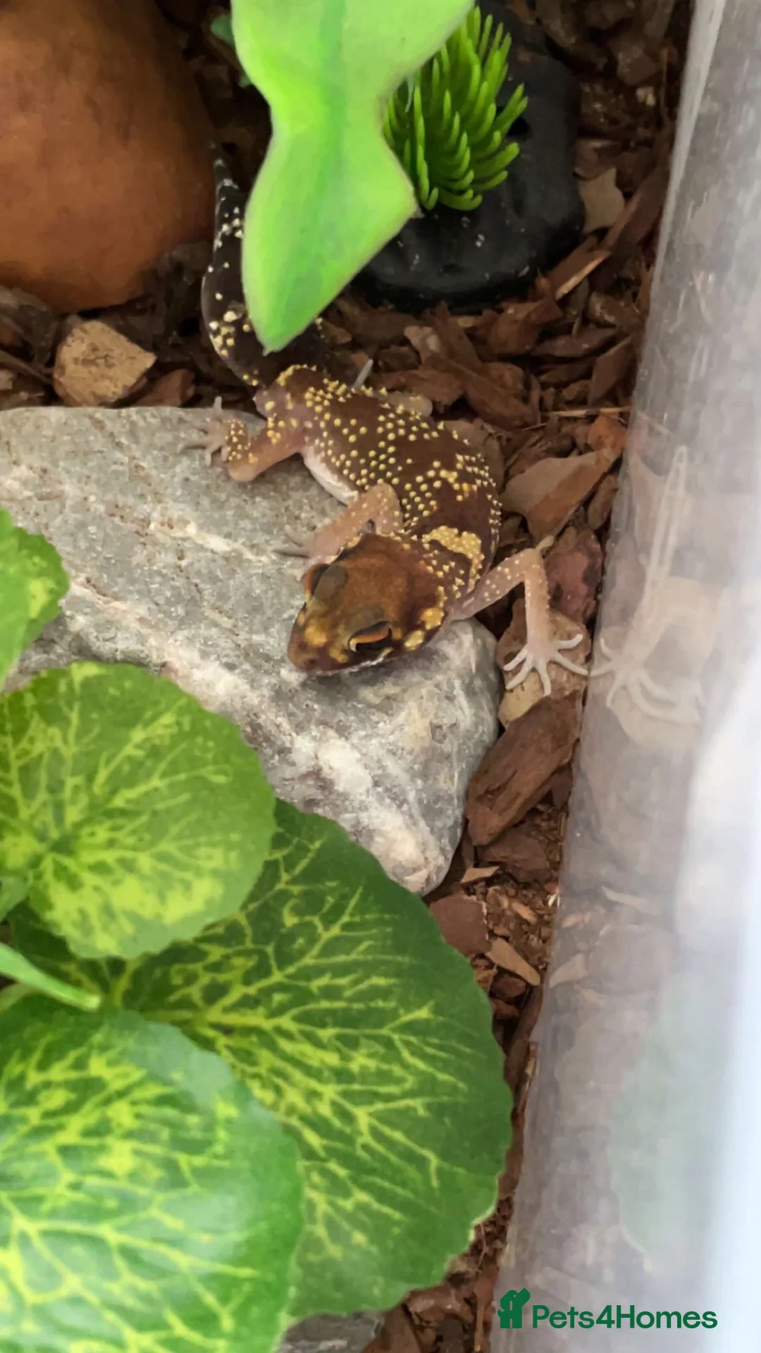 Gecko reptiles for sale: Barking gecko and everything for sale  in Lydney - Advert 1