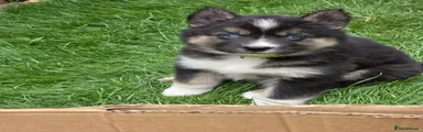 Jet