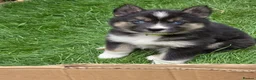 Siberian Husky dogs for sale: Yakutian Laika puppies  - Advert 7